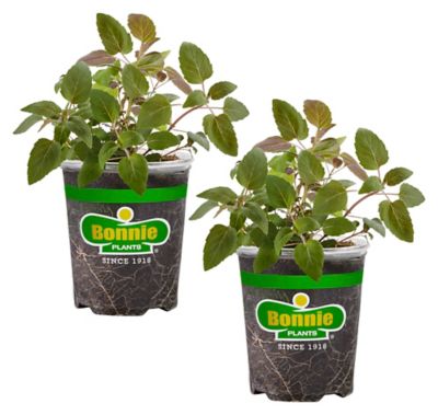 Bonnie Plants Bee Balm, 19.3 oz., 2 pk., Live Plants