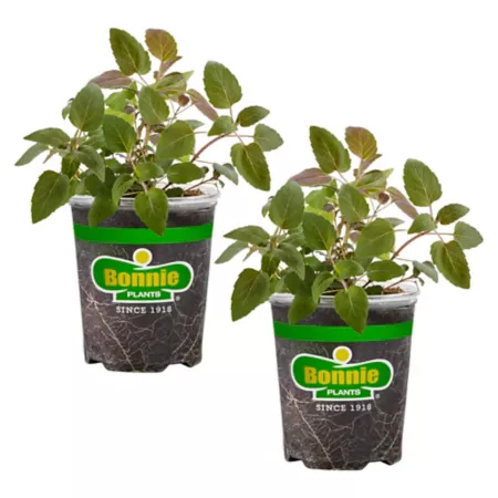 Bonnie Plants 19.3 oz Potted lemon balm plants 2 pieces Herb Plants