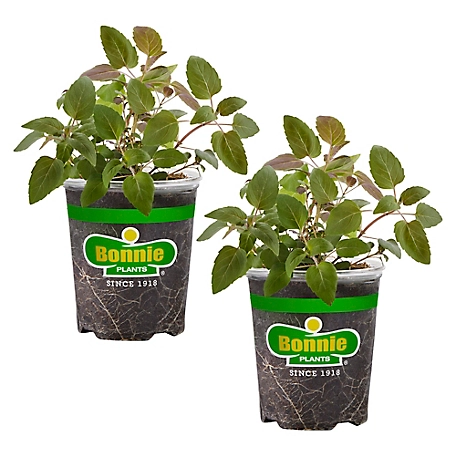 Bonnie Plants Bee Balm, 19.3 oz., 2 pk., Live Plants at Tractor Supply Co.