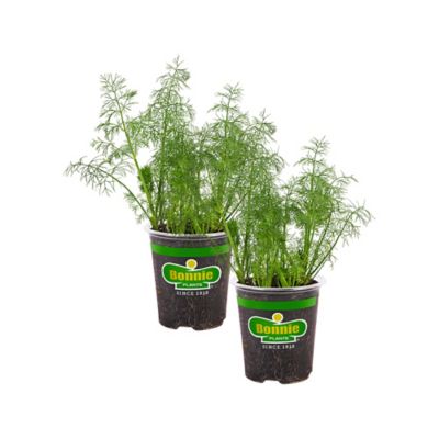 Bonnie Plants Fernleaf Dill, 19.3 oz., 2 pk.