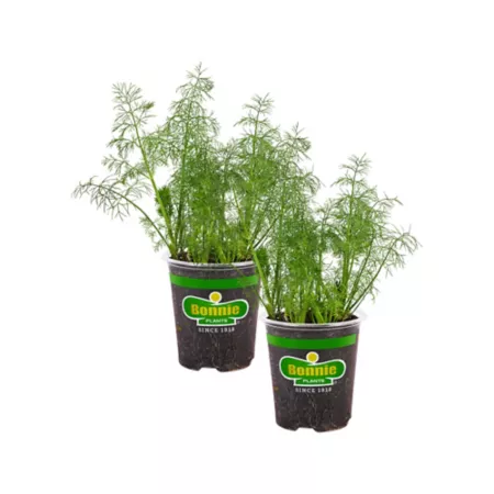 Bonnie Plants 19.3 oz Potted Fern Leaf Dill Plants 2 Pieces Herb Plants