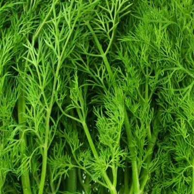 Image showing  19.3 oz. Potted Fernleaf Dill Plants, 2 pc.