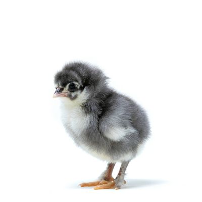 Hoover's Hatchery Live French Blue Copper Marans