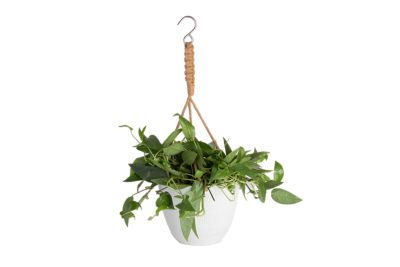 Costa Farms Assorted Hanging Basket, 6 in., CE66EACERBSK