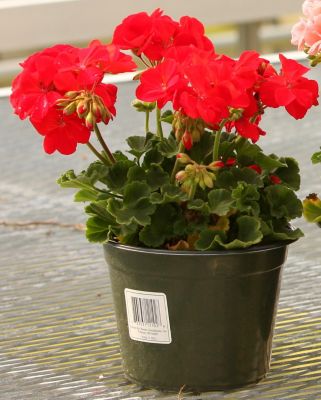 Barnes 18Pk Geranium 3.5 in.