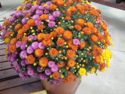 Barnes 12 in. Mum Trio Pot