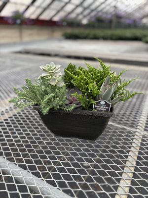 Barnes Planter Succulent Garden