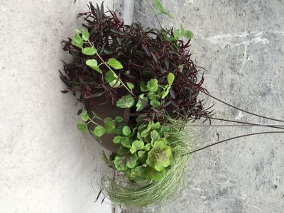 Barnes 12 in. Hb Foliage