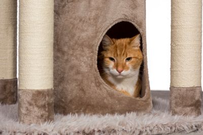 Image showing  61 in. Siberian Mountain Large Cat Tree for Multiple Cats