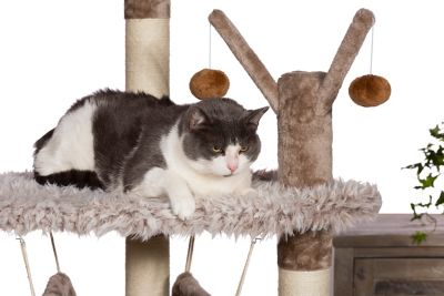 Image showing 5 th Prevue Pet Products 61 in. Siberian Mountain Large Cat Tree for Multiple Cats