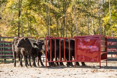 Image showing  650 lb. Calf Creep Feeder, 4 Calf Stall Openings, Red