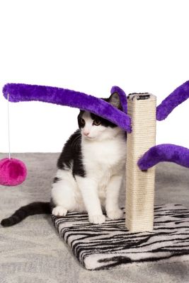 Image showing  Bounce and Spring Jute Rope Cat Scratcher Toy, 11-3/4 in.