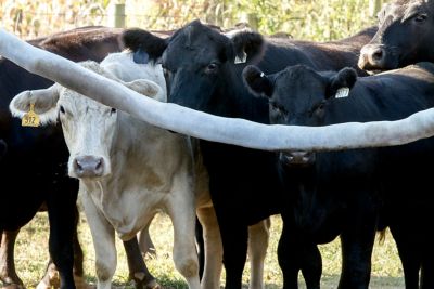 Image showing  Bovi-Rub Livestock Insecticide, 10 ft.