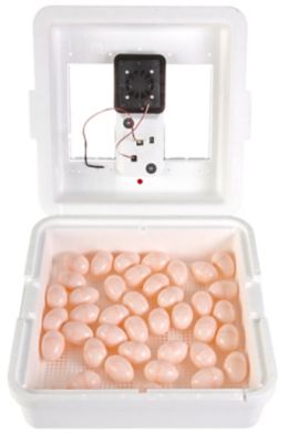 Image showing  41-Egg Capacity Still-Air Egg Incubator