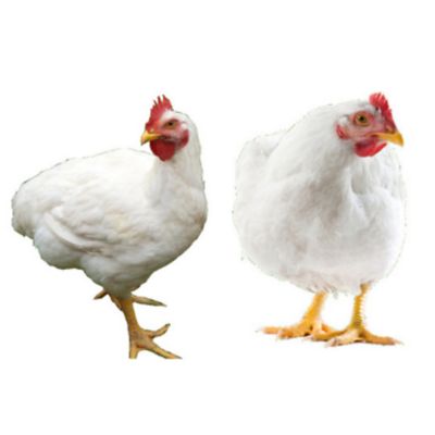 Townline Hatchery Live Cornish Rocks St Run Baby Chicks, 15 ct.