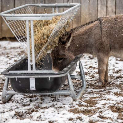 Image showing  Goat Bunk Feeder