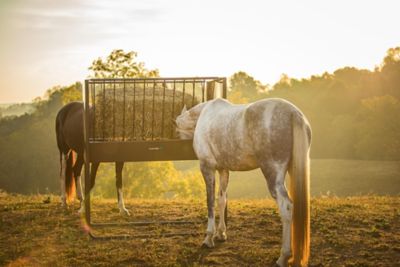 Image showing  6 Flake Equine Elevated Hay and Grain Feeder, 6 ft.