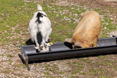 Image showing  4 ft. 14 Gauge Steel Feed Trough
