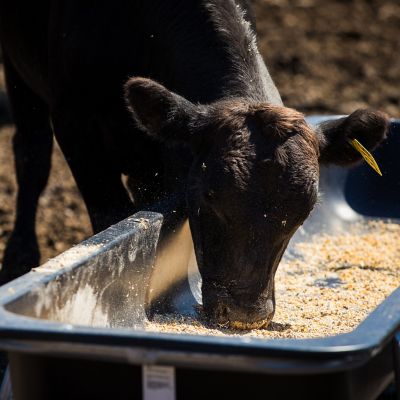 Image showing  10 ft. Galvanized Bunk Feeder, 1PEB10