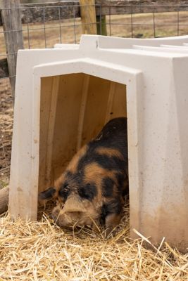 Image showing  79 in. x 54 in. x 46 in. Standard Calf Hutch