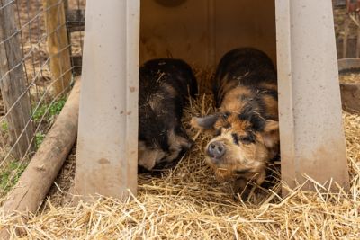 Image showing  79 in. x 54 in. x 46 in. Standard Calf Hutch