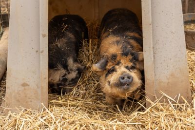 Image showing  79 in. x 54 in. x 46 in. Standard Calf Hutch
