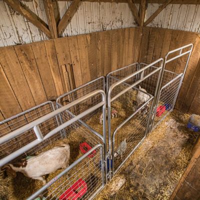 Image showing  5 ft. x 52 in. Kid Goat Wire Panel