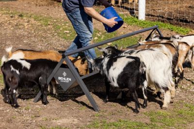 Image showing  Feed Trough 8 ft. Goat