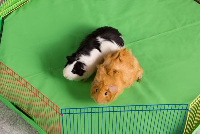 Image showing  Small Animal Playpen, 36 in. x 36 in.