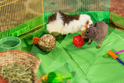 Image showing 6 th Prevue Pet Products Small Animal Playpen, 36 in. x 36 in.