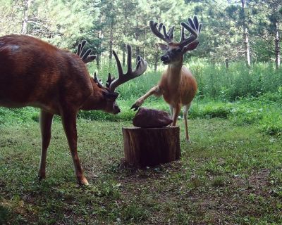 Image showing  All-Natural Deer Mineral Supplement and Attractant