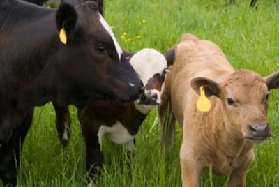 Image showing  Champion's Choice Selenium 90 Trace Cattle Mineral Salt, 50 lb.