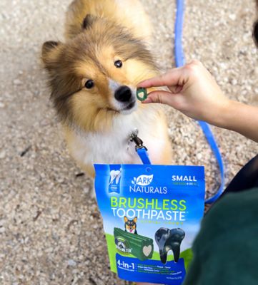 Image showing  Brushless Toothpaste for Dogs, Small