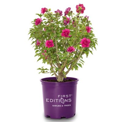 First Editions 2 gal. Potted French Cabaret Hibiscus Shrub