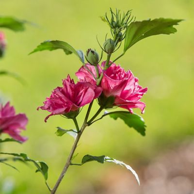 Image showing  2 gal. Potted French Cabaret Hibiscus Shrub