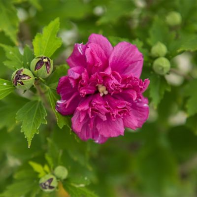 Image showing  2 gal. Potted French Cabaret Hibiscus Shrub