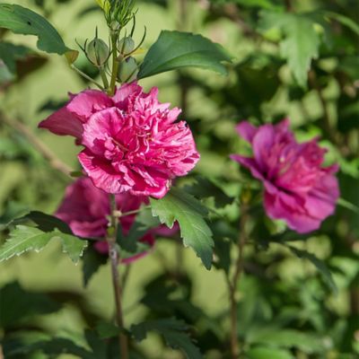 Image showing  2 gal. Potted French Cabaret Hibiscus Shrub