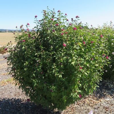 Image showing  2 gal. Potted French Cabaret Hibiscus Shrub