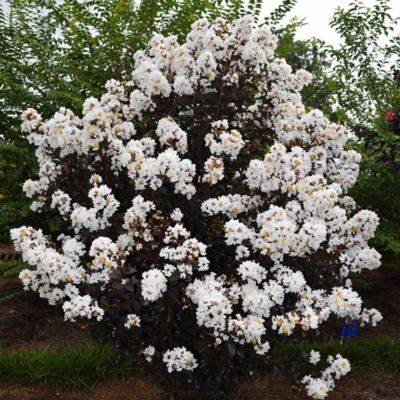 Image showing  2 gal. Crape Myrtle Lunar Magic Shrub