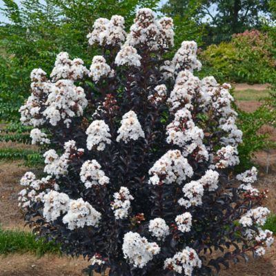 Image showing  2 gal. Crape Myrtle Lunar Magic Shrub