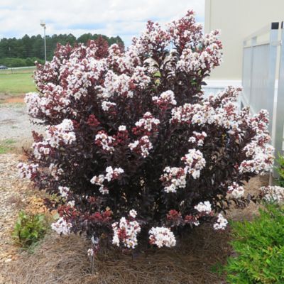 Image showing  2 gal. Crape Myrtle Lunar Magic Shrub