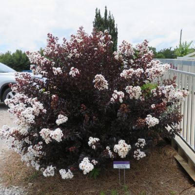 Image showing  2 gal. Crape Myrtle Lunar Magic Shrub