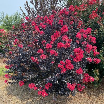 Image showing  2 gal. Crape Myrtle Shadow Magic Shrub