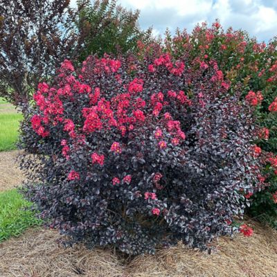 Image showing  2 gal. Crape Myrtle Shadow Magic Shrub