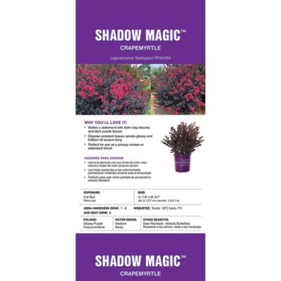 Image showing  2 gal. Crape Myrtle Shadow Magic Shrub