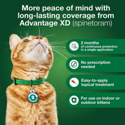 Image showing  XD Topical Flea Treatment and Prevention for Cats