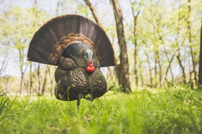 Image showing  Decoy Turkey Thunder Creeper