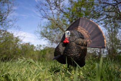 Image showing  Decoy Turkey Thunder Creeper
