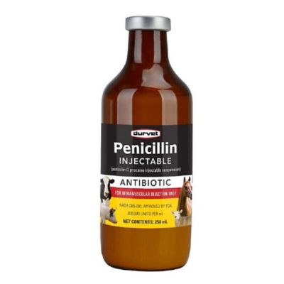 how much penicillin do i give my dog