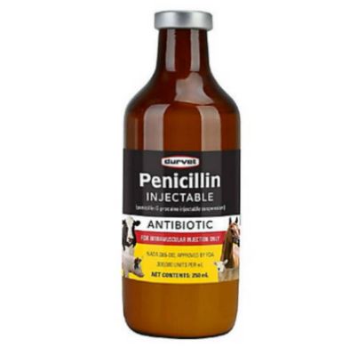 Durvet Penicillin Injectable 500cc 43761 At Tractor Supply Co